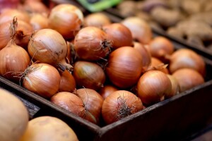 Novi hibrid luka tamno brončane boje i dobrih skladišnih svojstava