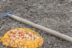 Nestašica crvenog luka uzrokovala veći rast cijene