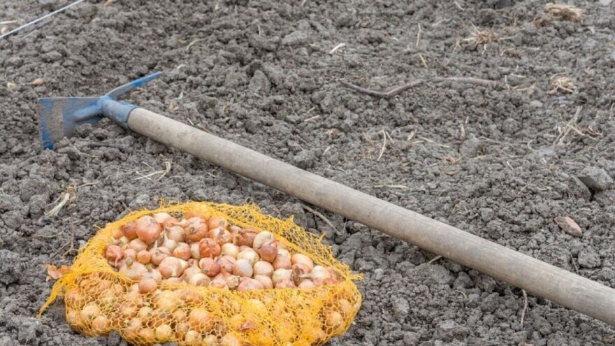 Nestašica crvenog luka uzrokovala veći rast cijene