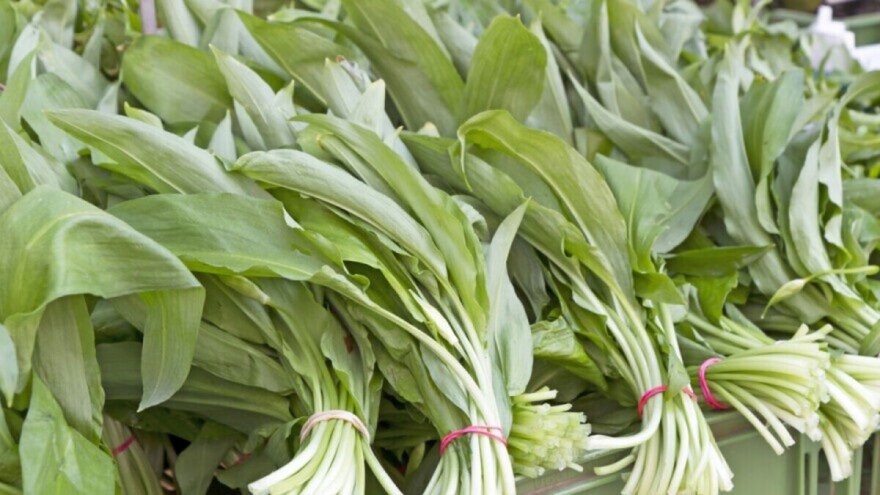 Velika potražnja za medvjeđim lukom - što stigne u trgovinu, odmah se rasproda