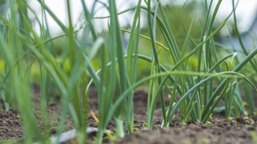 Uzgoj luka: Pravilno zalijevanje može povećati prinos i do 50%