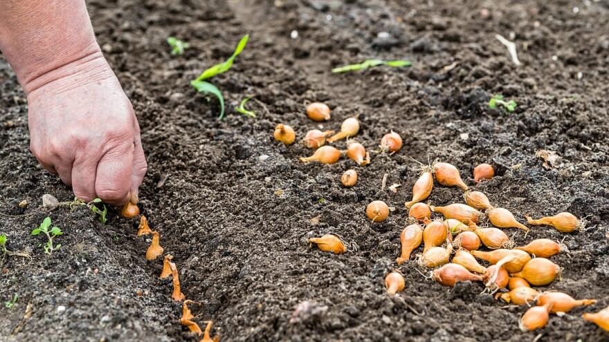 Šta i kako sejati i saditi u jesen?