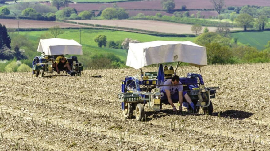 Njemačka: Upitno preko 280.000 sezonskih radnika u poljoprivredi