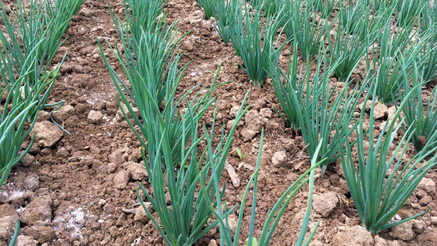 Pepeo uništava prouzrokovače truleži glavice luka - koje su još dobrobiti?