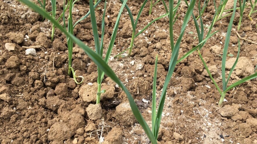 Beli luk kao dobar i loš komšija