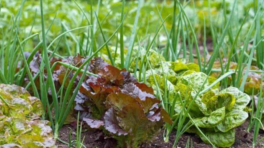 Dobri i loši susjedi među biljkama