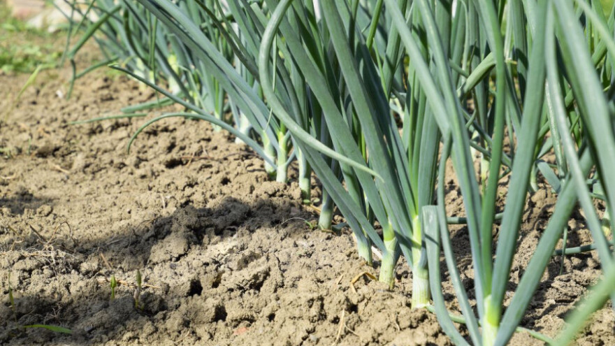 Kako se riješiti korova u nasadima luka?