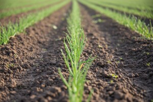 Luk odmah nakon sadnje štitite od korova