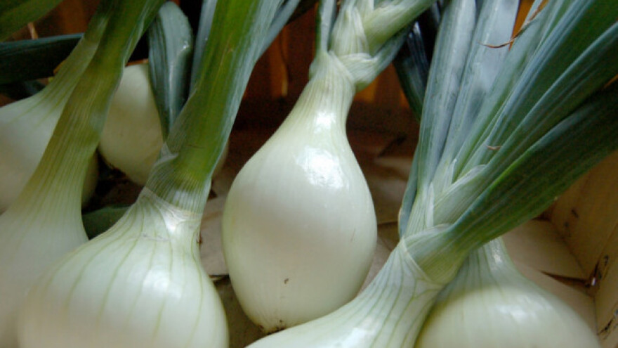 Luk srebrenac - sadnja i njega