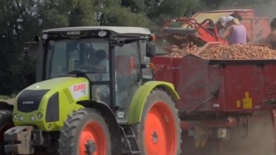 Kvalitetno sjeme luka