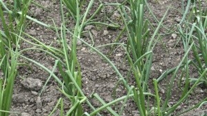 Bacelji upropastili većinu nasada kapule