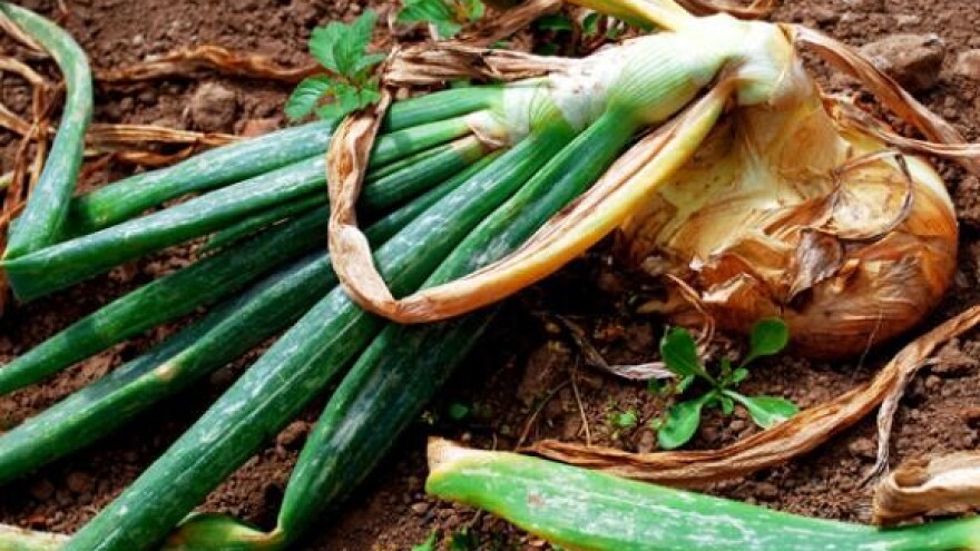 Uzročnici truleži luka