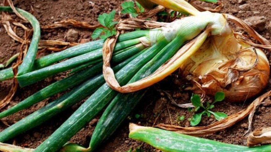 Na tržnici skupo i trulo povrće