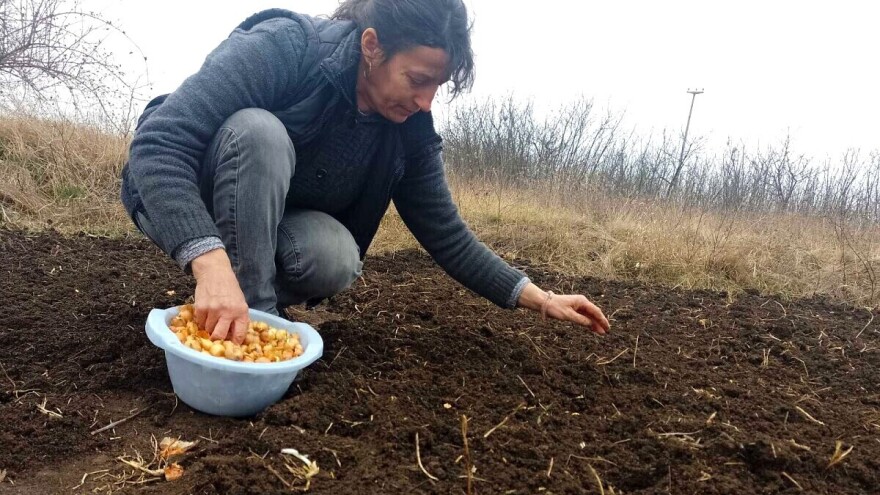 Crni luk: Na šta obratiti pažnju prije nego što zabodete arpadžik u zemlju?