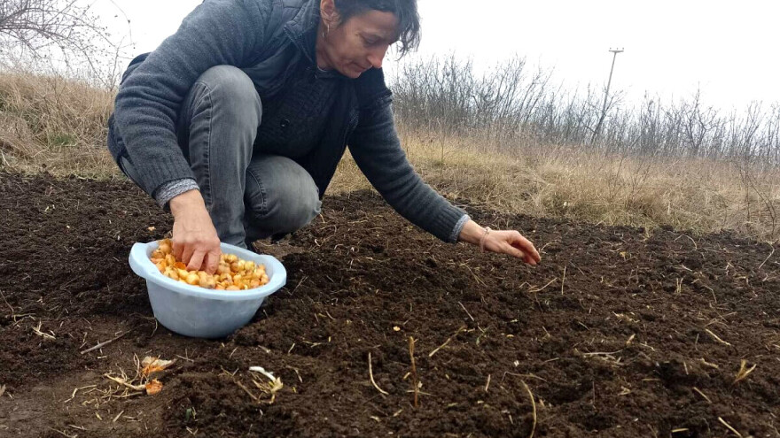 Crni luk: Na šta obratiti pažnju pre nego što zabodete arpadžik u zemlju?