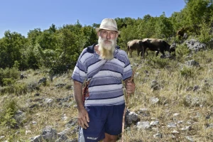 Pastira napao vuk ili vukopas? Svakakvih beštija sam vidio, ali tako što nikada