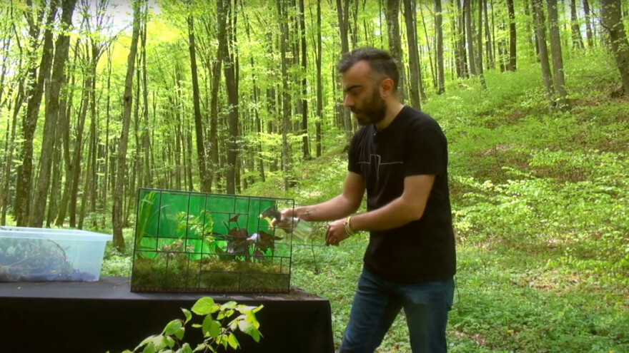 Kako napraviti i održavati biljni terarij?