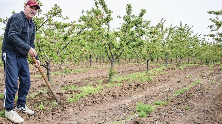 Oblačinska višnja dobro rađa i ima tržište, a cena neizvesna