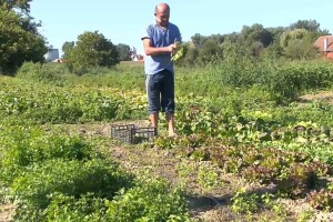 Na OPG-u Lukač glavni herbicid u proizvodnji povrća je - motika