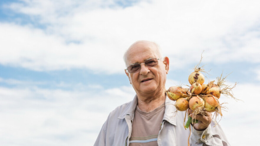 Uz IPARD je lakša proizvodnja luka