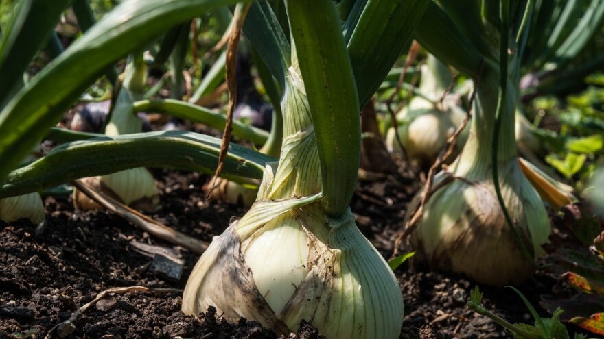 Lukova muha bježi od šećerne otopine
