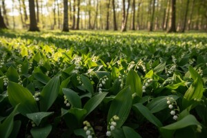 Lukovičasto i gomoljasto cvijeće, ukras proljetnih dana