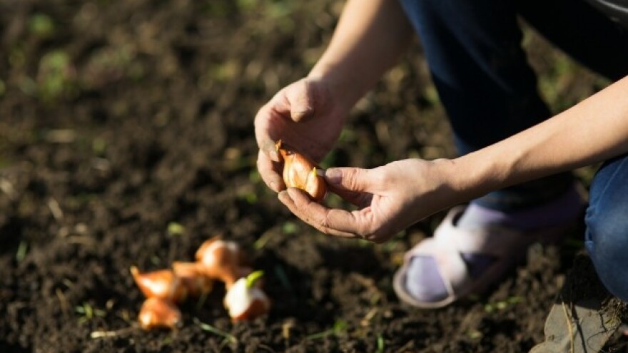 Gomolji i lukovice imaju najljepše cvatove!