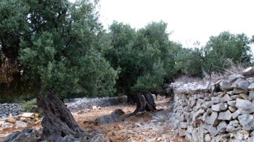 Lunjske masline - povijest težačka u drvetu sažeta