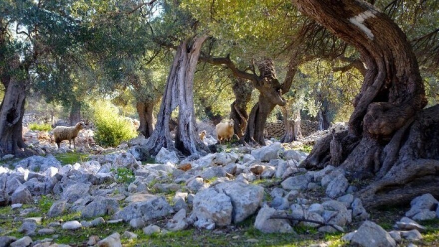 Za uređenje Lunjskih maslinika 1,6 milijuna kuna