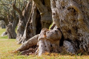 Vrtovi lunjskih maslina jedinstveni u svijetu!