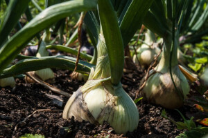 Zaštitite usjeve luka od tripsa i truleži