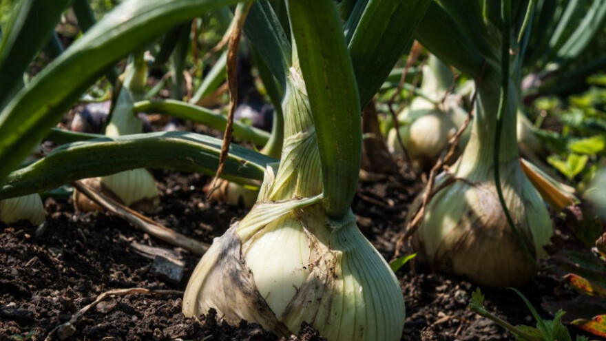 Zaštitite usjeve luka od tripsa i truleži