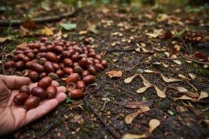 Lužnjak dobro, jasen nikako!