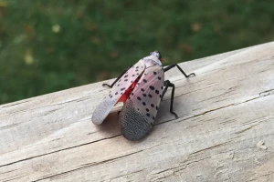Nova štetočina preti vinogradima i voćnjacima - već je u Evropi?