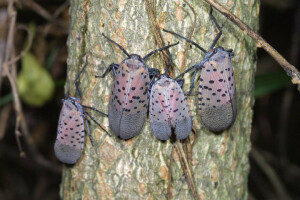Božićna drvca zaražena invazivnim insektom