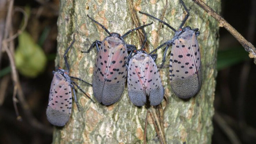 Božićna drvca zaražena invazivnim insektom