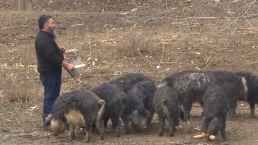 Organskom farmom do zdravijeg života