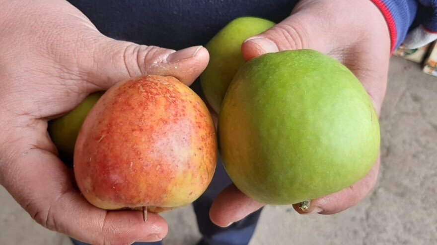 Izvoz: Zaboravimo Rusiju, nova tržišta ili da jedemo više jabuke?