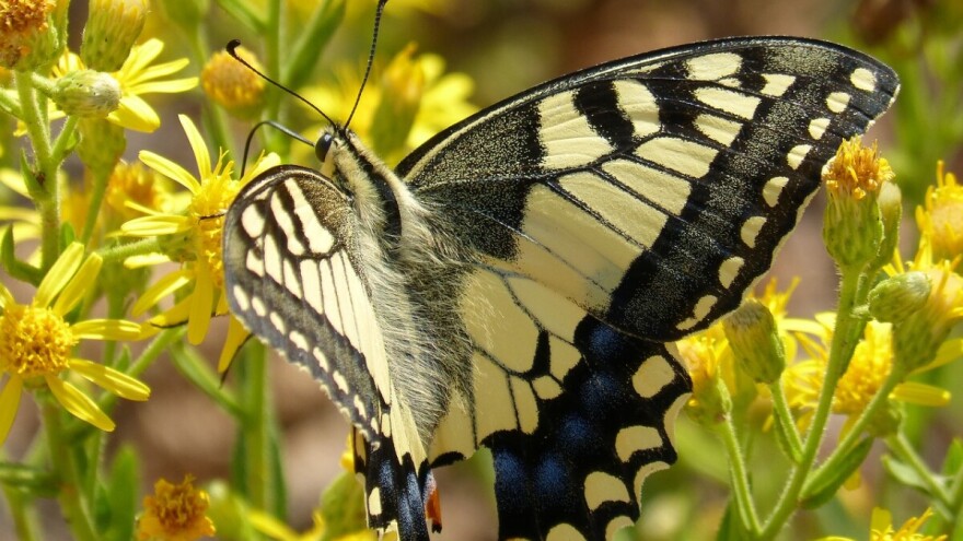 Lastin rep i prugasto jedarce - ugroženi leptiri sličnog izgleda