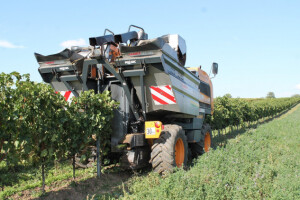 Zlatna berba 2016. u Kutjevo vinariji