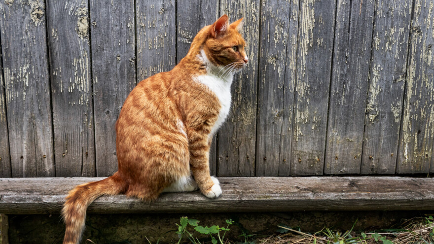 Ne voli viku, otporna na čini, obavezna na domaćinstvu - mačka i verovanja