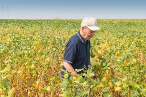 GMO soja preuzela njive u Mačvi?