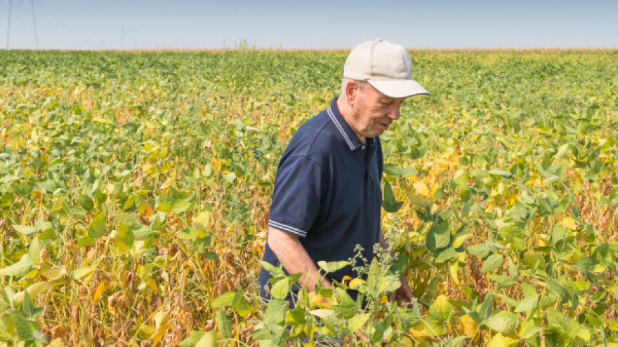 GMO soja preuzela njive u Mačvi?