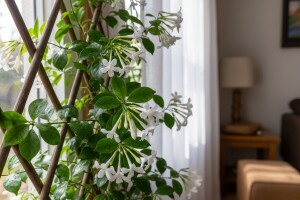 Madagaskarski jasmin