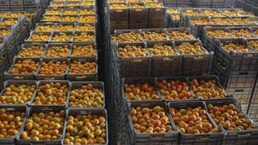 Velike vrućine prepolovit će urod mandarina