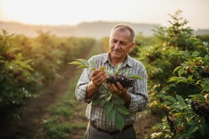Mađarske plantaže bazge inspirirale uzgoj u RH