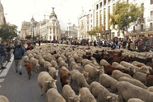 Tisuću koza i sto ovaca na ulicama Madrida - slave put na jug