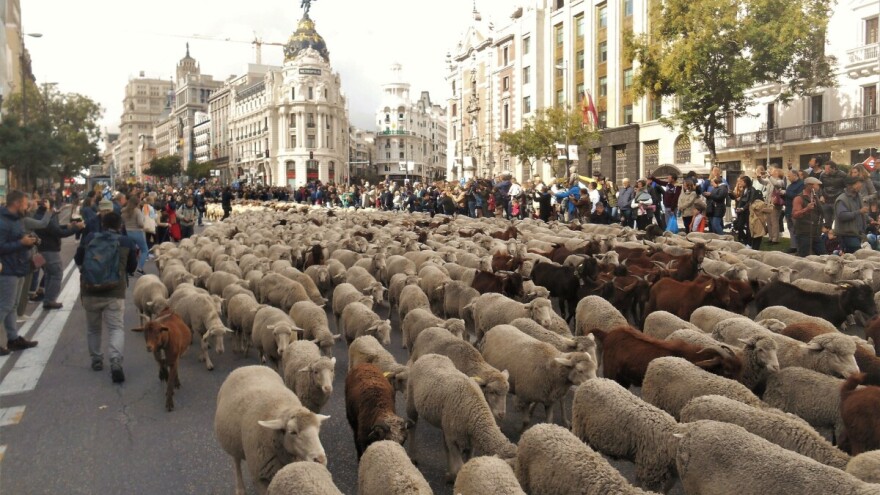 Hiljadu ovaca i sto koza na ulicama Madrida - slave put na jug