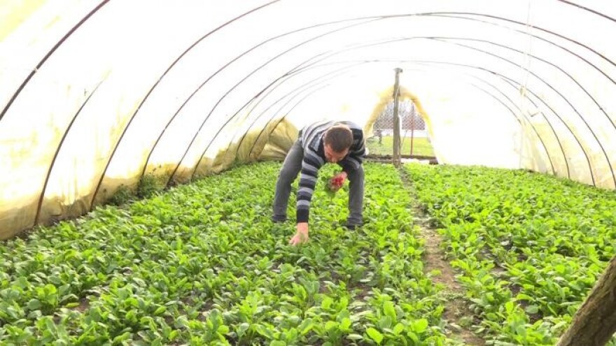 Dejan Vilotić: Blaga zima ubrzala zrenje povrća