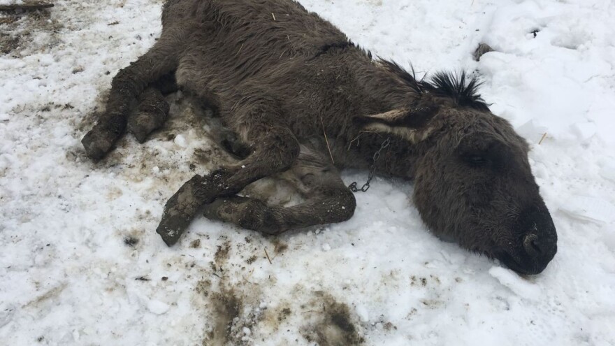Ozdravi nam Bepo! Razbolio se magarac kojeg je spasio Antun Ponoš